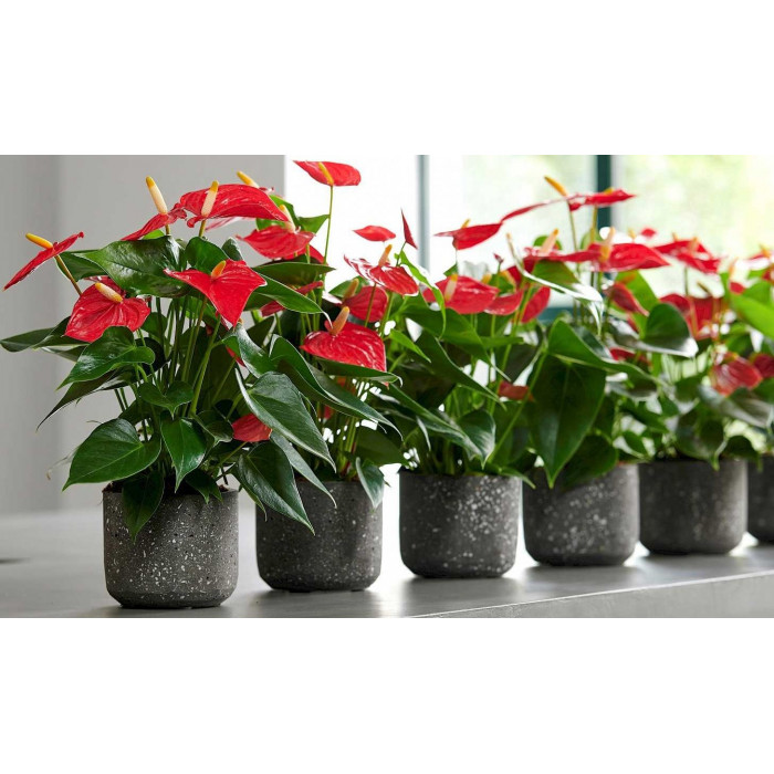 Антуриумы в Кызылорде