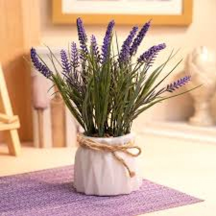 Лаванда в Кызылорде