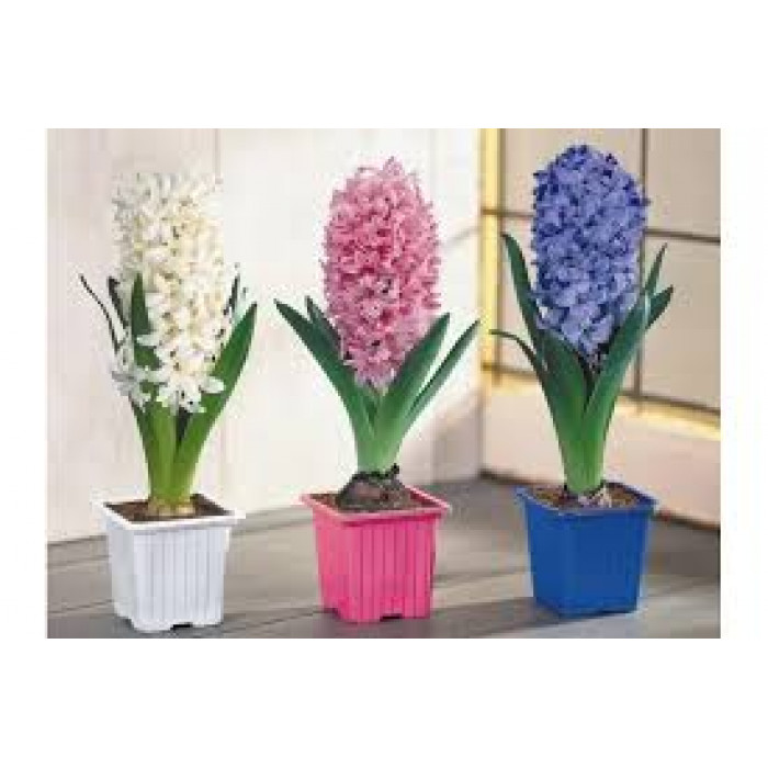 Гиацинты в Кызылорде