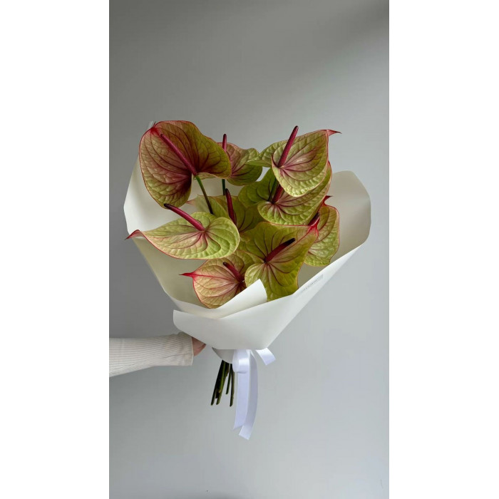 Антуриумы в Кызылорде