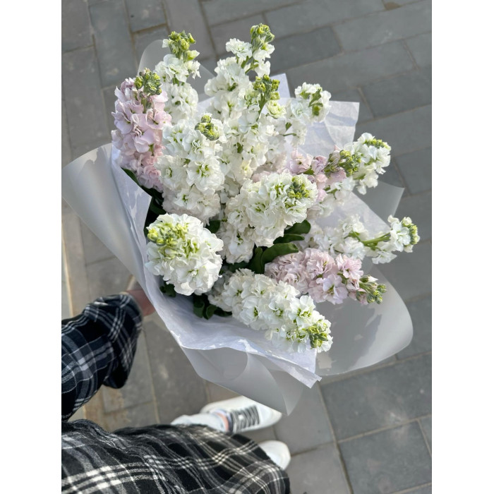 Маттиола в Кызылорде