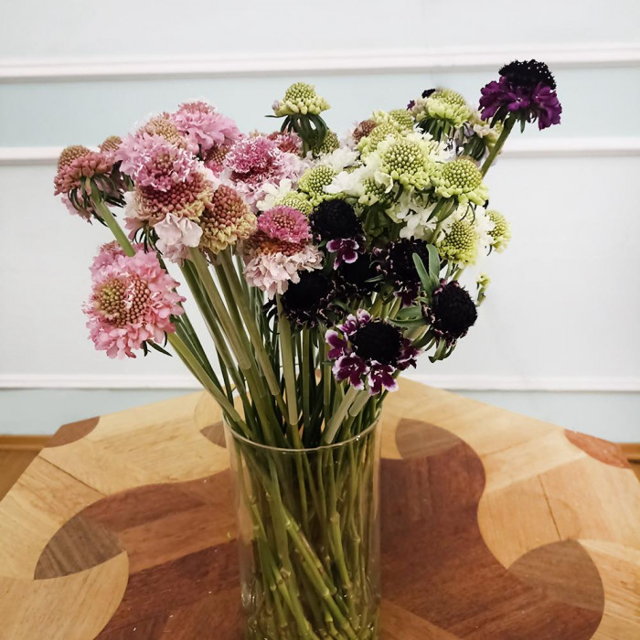 Скобиоза в Кызылорде