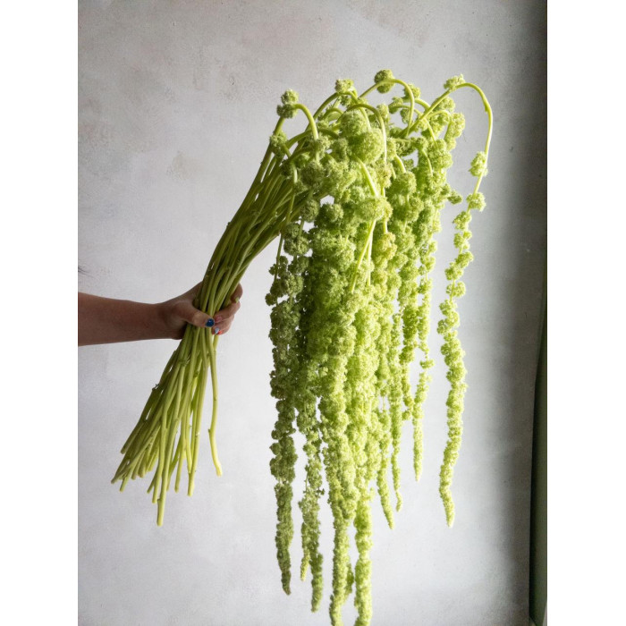 Амарантус в Кызылорде