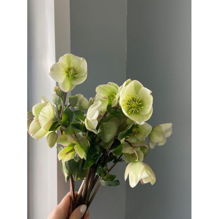 Хелеборус в Кызылорде