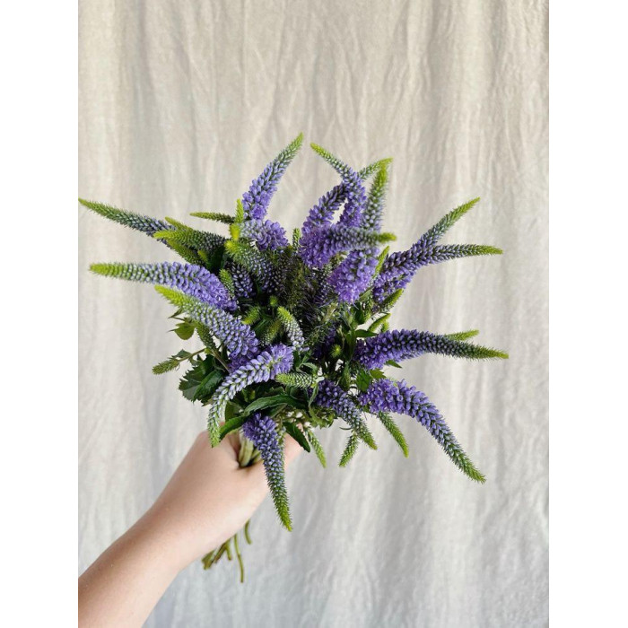 Вероника в Кызылорде