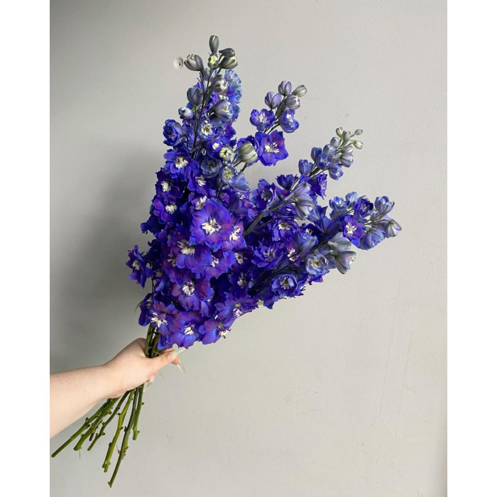 Делфиниум в Кызылорде