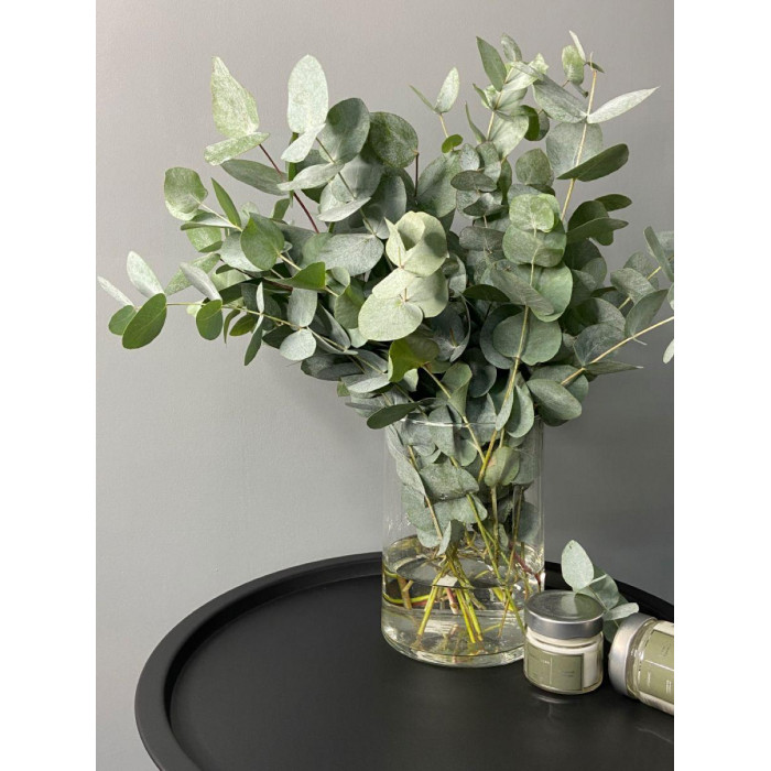 Эвкалипт в Кызылорде