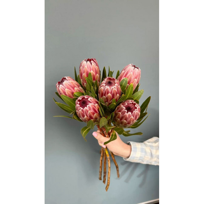 Протея в Кызылорде