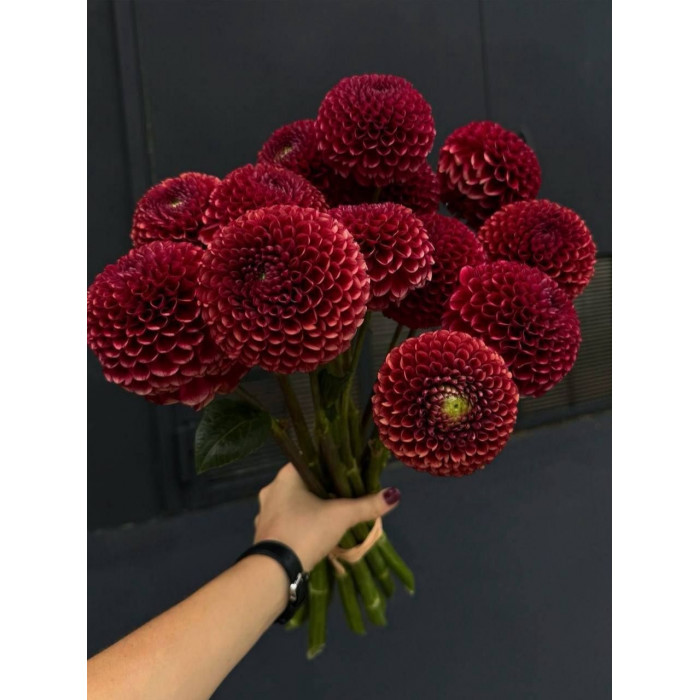 Георгины в Кызылорде