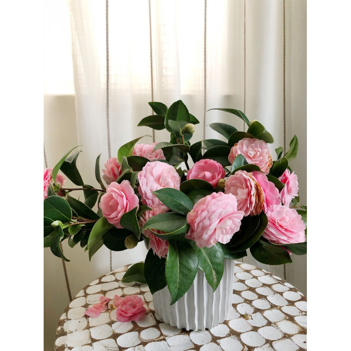 Камелия в Кызылорде