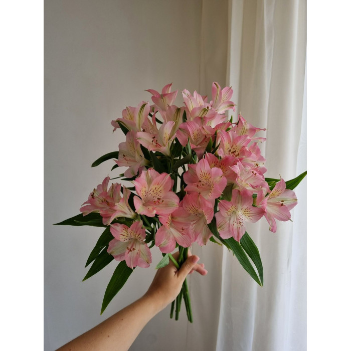 Альпиния в Кызылорде