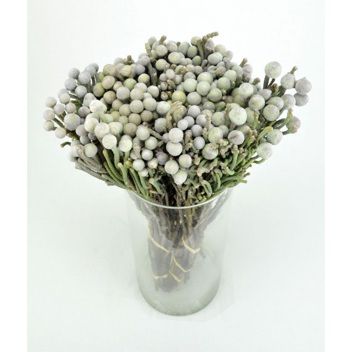 Бруния в Кызылорде