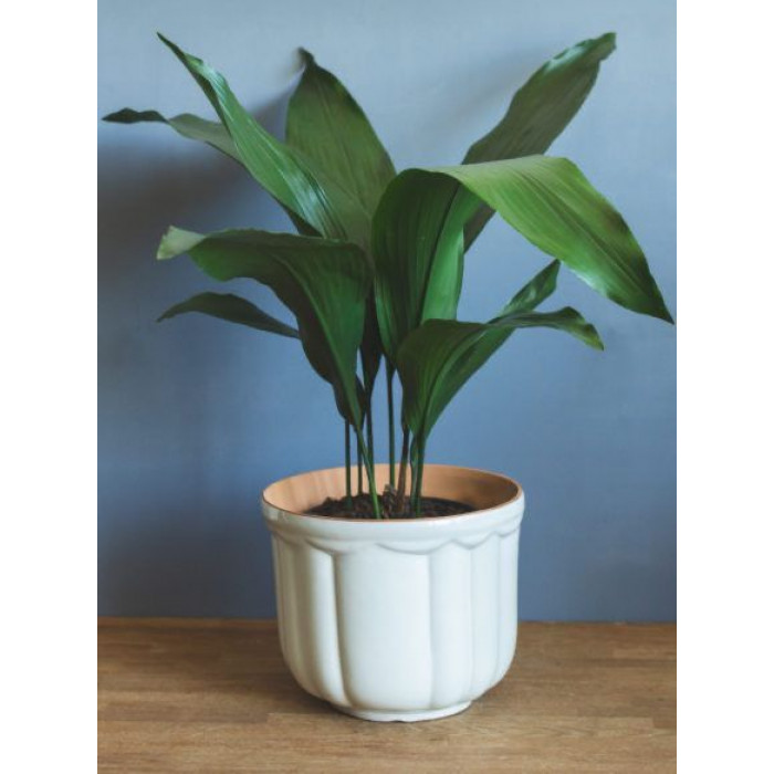 Аспидистра в Кызылорде