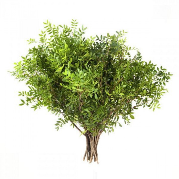 Писташ в Кызылорде