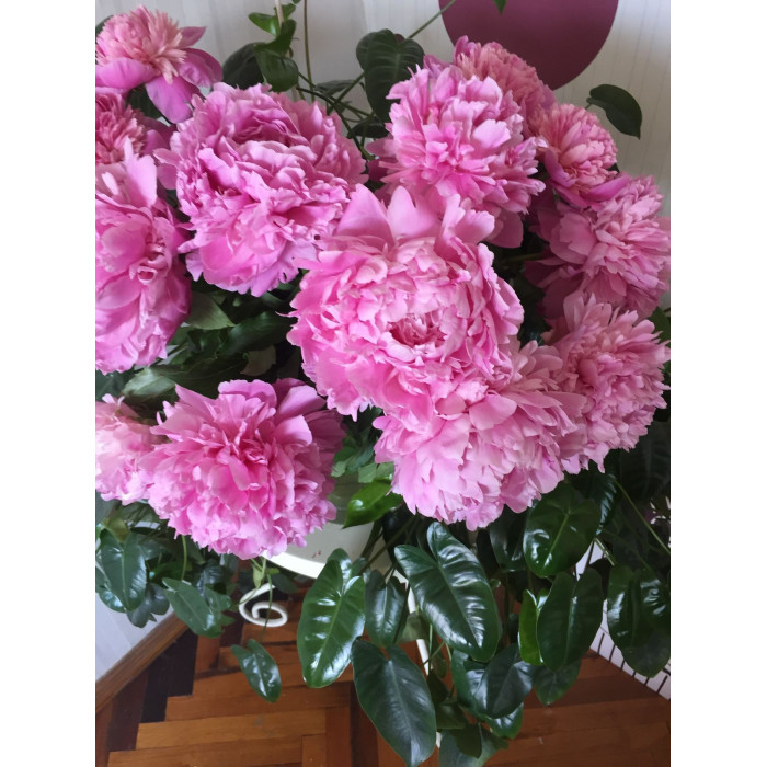 Пион древовидный в Кызылорде