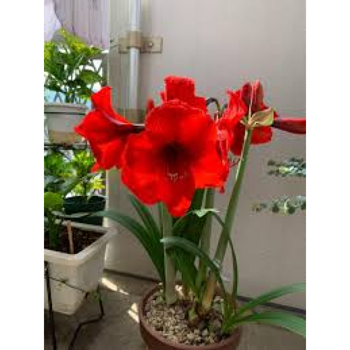 Амариллис в Кызылорде