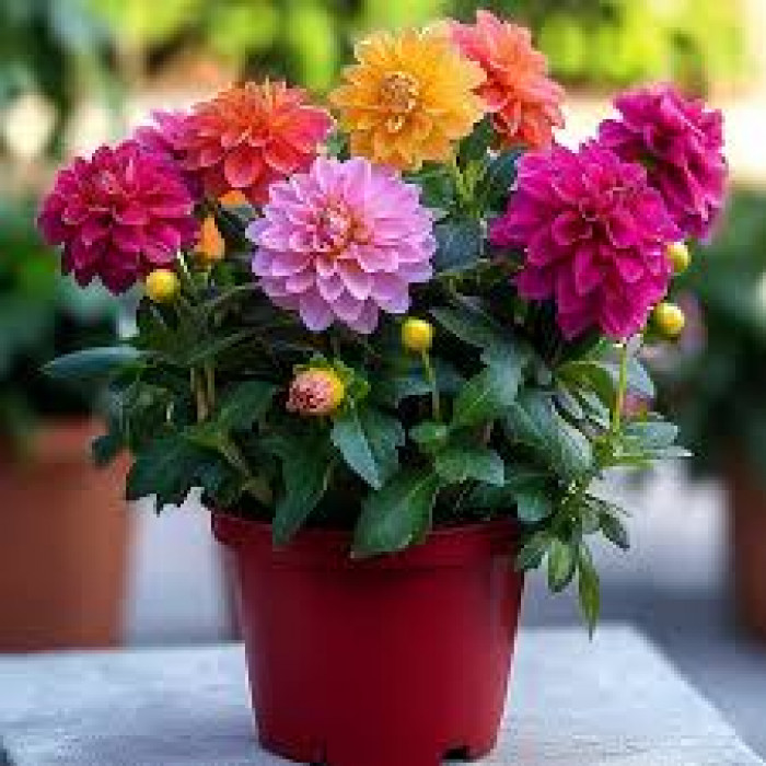 Георгины в Кызылорде