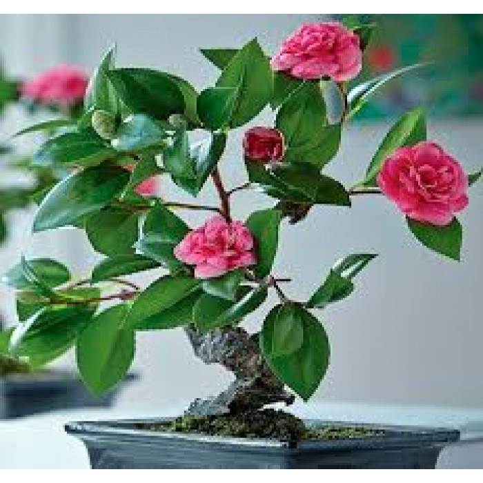 Камелия в Кызылорде