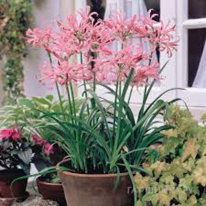 Нерине в Кызылорде