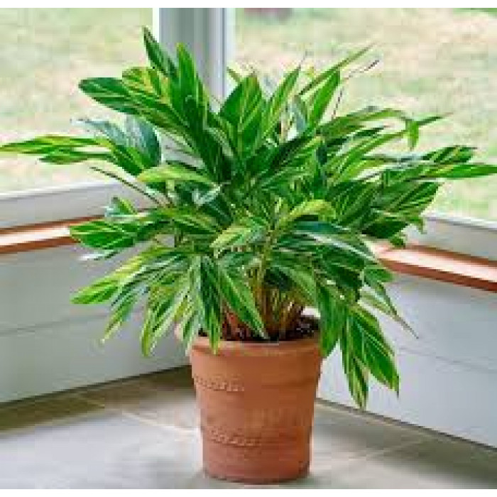 Альпиния в Кызылорде