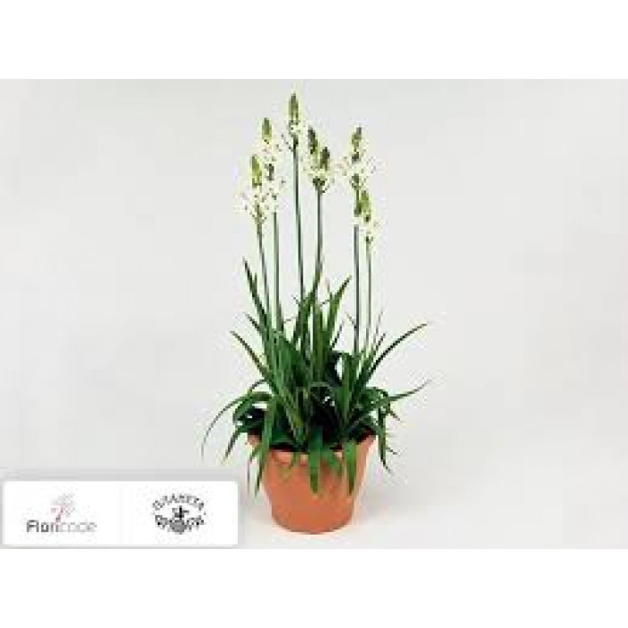 Орнитогалум в Кызылорде