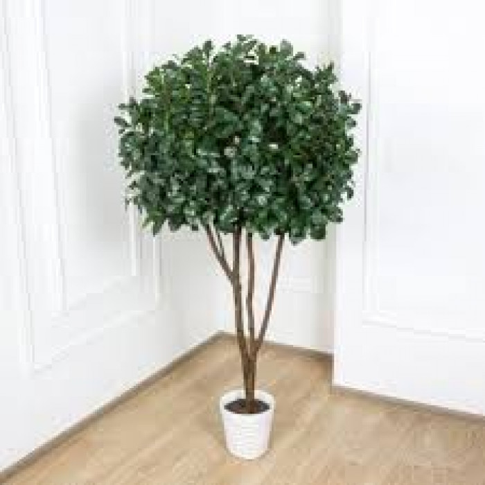 Рускус в Кызылорде