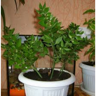 Большой рускус в горшке