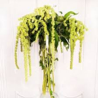 Букет из зеленого амарантуса